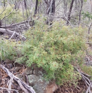 Grevillea ramosissima subsp. ramosissima at Tharwa, ACT - 31 Jul 2021