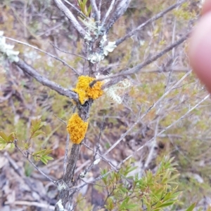 Teloschistes sp. (genus) at Paddys River, ACT - 31 Jul 2021