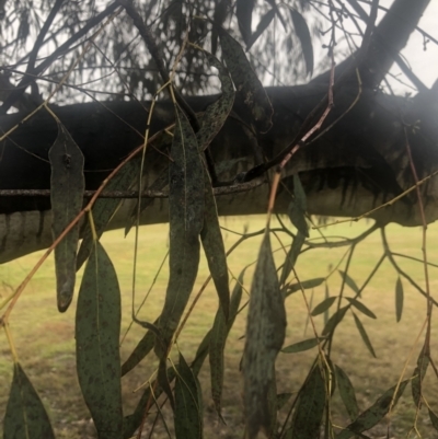 Sooty mould at Flea Bog Flat to Emu Creek Corridor - 1 Aug 2021 by Dora