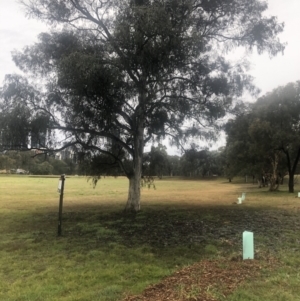 Sooty mould at Belconnen, ACT - 1 Aug 2021