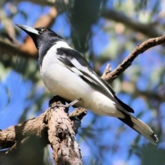 Cracticus nigrogularis (Pied Butcherbird) at Wodonga - 1 Aug 2021 by Kyliegw
