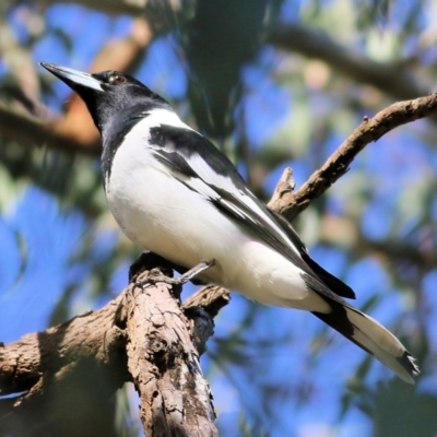 Cracticus nigrogularis (Pied Butcherbird) at Wodonga, VIC - 1 Aug 2021 by KylieWaldon