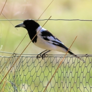 Cracticus nigrogularis at Wodonga, VIC - 1 Aug 2021 10:04 AM