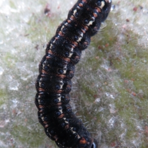 Apina callisto at Garran, ACT - 1 Aug 2021