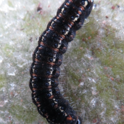 Apina callisto (Pasture Day Moth) at Garran, ACT - 1 Aug 2021 by RobParnell