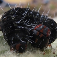 Apina callisto at Garran, ACT - 1 Aug 2021