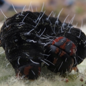 Apina callisto at Garran, ACT - 1 Aug 2021 10:41 AM