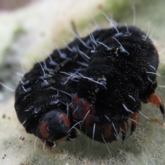 Apina callisto at Garran, ACT - 1 Aug 2021