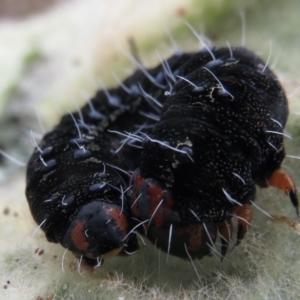 Apina callisto at Garran, ACT - 1 Aug 2021