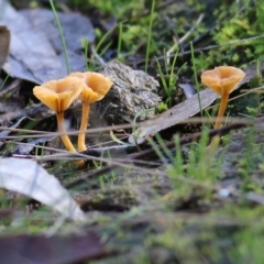 Omphalina s.l. at WREN Reserves - 1 Aug 2021 by Kyliegw