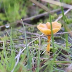 Omphalina s.l. at Wodonga, VIC - 1 Aug 2021