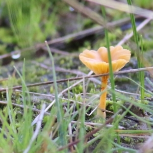 Omphalina s.l. at Wodonga, VIC - 1 Aug 2021