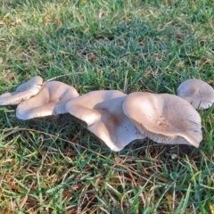 Unverified Fungus at Higgins, ACT - 29 Jul 2021 by wombey