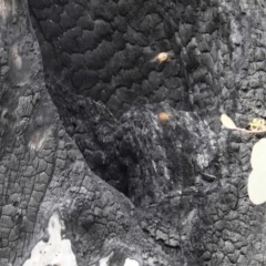 Apis mellifera (European honey bee) at McQuoids Hill - 1 Aug 2021 by HelenCross