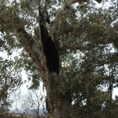 Apis mellifera at Kambah, ACT - 1 Aug 2021