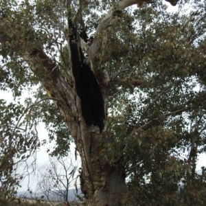 Apis mellifera at Kambah, ACT - 1 Aug 2021