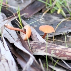 Laccaria sp. (Laccaria) at Wodonga, VIC - 1 Aug 2021 by Kyliegw