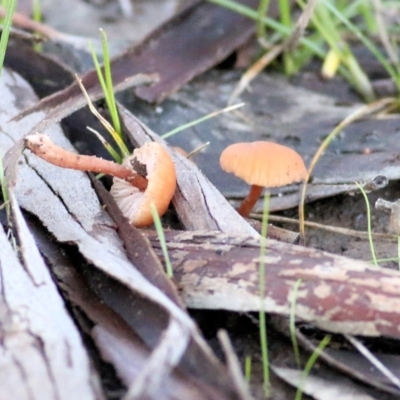 Laccaria sp. (Laccaria) at Wodonga, VIC - 1 Aug 2021 by KylieWaldon