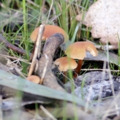 Laccaria sp. at Wodonga, VIC - 1 Aug 2021