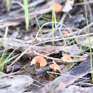 Laccaria sp. at Wodonga, VIC - 1 Aug 2021 10:23 AM