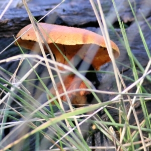 zz agaric (stem; gills not white/cream) at Wodonga, VIC - 1 Aug 2021