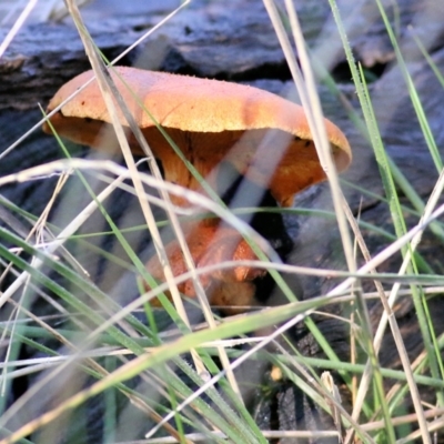 zz agaric (stem; gills not white/cream) at Wodonga, VIC - 1 Aug 2021 by KylieWaldon