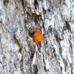 Unidentified Convoluted to brain-like [Brain jelly & look-alikes]  at Wodonga, VIC - 1 Aug 2021 by Kyliegw