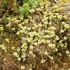 Cladonia sp. (genus) at Kambah, ACT - 1 Aug 2021