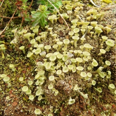 Cladonia sp. (genus) (Cup Lichen) at McQuoids Hill - 1 Aug 2021 by HelenCross