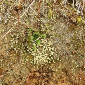 Cladonia sp. (genus) at Kambah, ACT - 1 Aug 2021