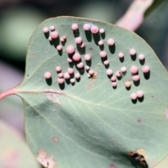 Ophelimus maskellii at Wodonga, VIC - 1 Aug 2021 by Kyliegw