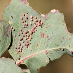 Unidentified at suppressed - 1 Aug 2021