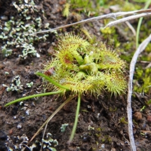 Drosera sp. at Tuggeranong DC, ACT - 1 Aug 2021 01:29 PM