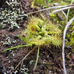 Drosera sp. (A Sundew) at Mcquoids Hill - 1 Aug 2021 by HelenCross