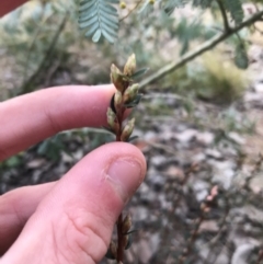 Brachyloma daphnoides at O'Malley, ACT - 24 Jul 2021