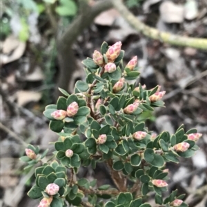 Brachyloma daphnoides at O'Malley, ACT - 24 Jul 2021