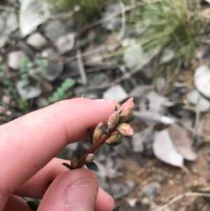 Brachyloma daphnoides at O'Malley, ACT - 24 Jul 2021