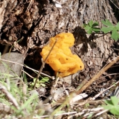 Tremella mesenterica (Witch's Butter or Yellow Brain) at Springdale Heights, NSW - 27 Jul 2021 by PaulF