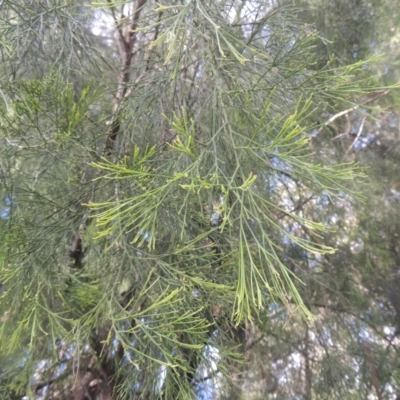 Exocarpos cupressiformis (Cherry Ballart) at Bruce Ridge to Gossan Hill - 11 Apr 2021 by michaelb