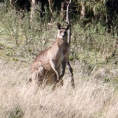 Macropus giganteus (Eastern Grey Kangaroo) at Red Light Hill Reserve - 27 Jul 2021 by PaulF