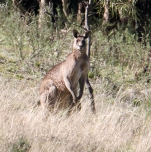 Macropus giganteus at Springdale Heights, NSW - 27 Jul 2021 12:57 PM