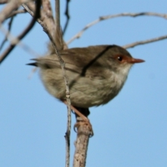 Malurus cyaneus (Superb Fairywren) at Albury - 27 Jul 2021 by PaulF