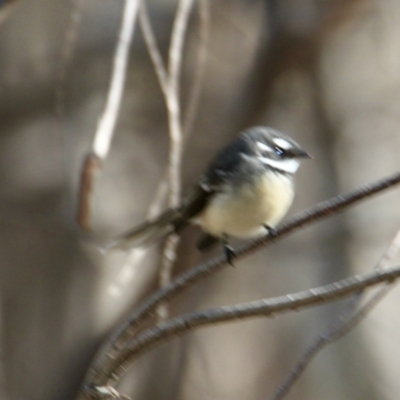 Rhipidura albiscapa (Grey Fantail) at Albury - 27 Jul 2021 by PaulF