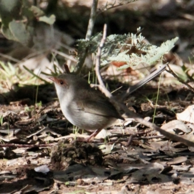 Malurus cyaneus (Superb Fairywren) at Springdale Heights, NSW - 27 Jul 2021 by PaulF