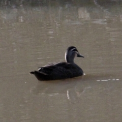 Anas superciliosa (Pacific Black Duck) at Albury - 29 Jul 2021 by PaulF