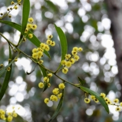 Acacia sp. (A Wattle) at Kambah, ACT - 1 Aug 2021 by HelenCross