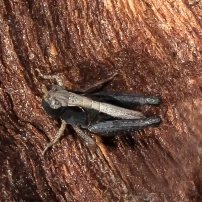 Cryptobothrus chrysophorus (Golden Bandwing) at Jacka, ACT - 28 Jul 2021 by Roger