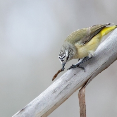 Acanthiza chrysorrhoa (Yellow-rumped Thornbill) at Namadgi National Park - 27 Jul 2021 by Leo