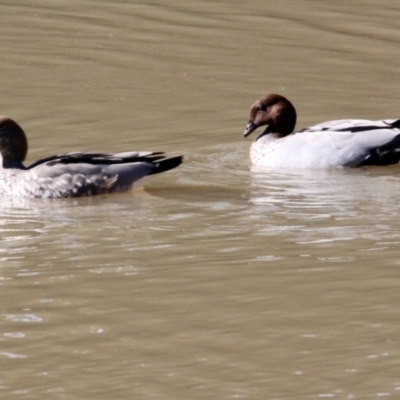 Chenonetta jubata (Australian Wood Duck) at Albury - 27 Jul 2021 by PaulF