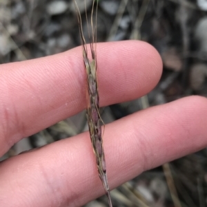 Bothriochloa macra at O'Malley, ACT - 24 Jul 2021